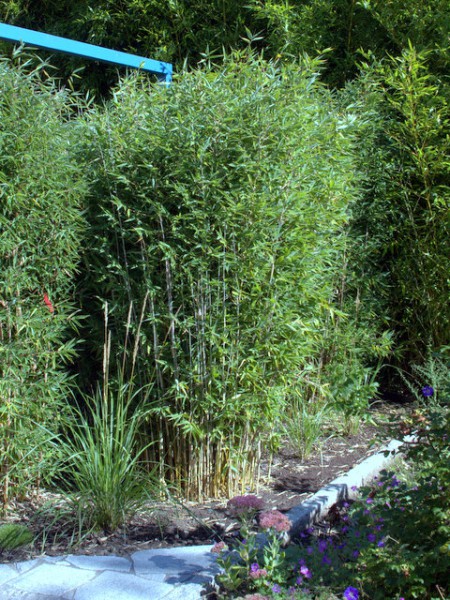 Fargesia 'Red Zebra'®1