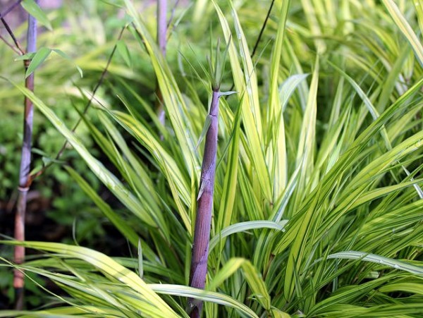 Fargesia demissa 'Gerry'1