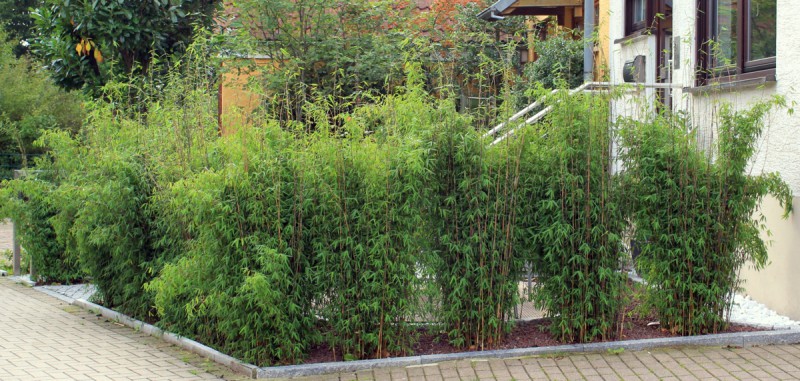 bambus online