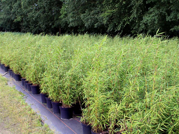 Fargesia robusta 'Campbell'3