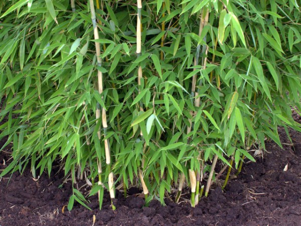 Fargesia 'Green Lion'®2