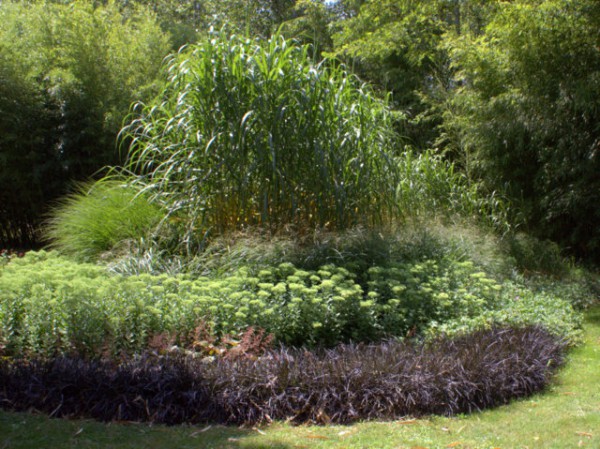 Schlangenbart Ophiopogon planiscapus 'Nigrescens' 2