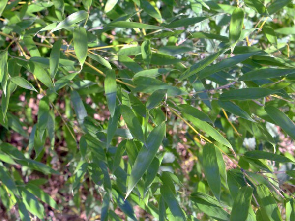 Phyllostachys bissetii2