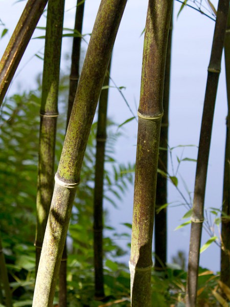 Phyllostachys nigra - Schwarzer Bambus3