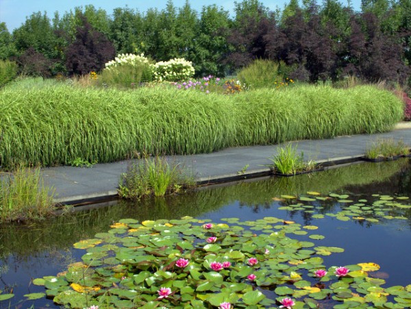 Miscanthus sinensis 'Zebrinus'1