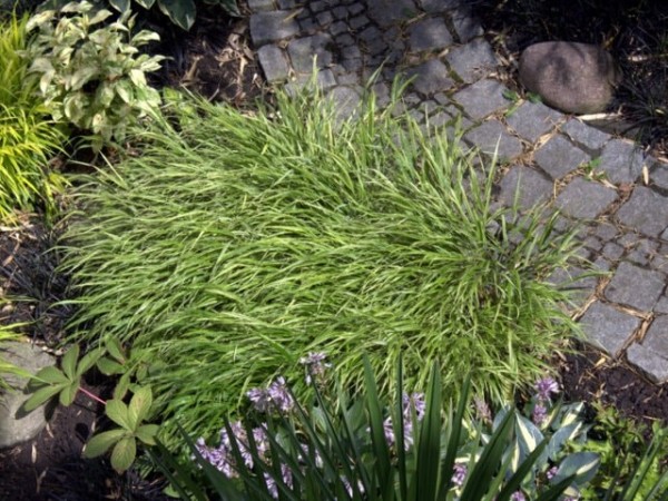 Hakonechloa macra 'Albostriata'1