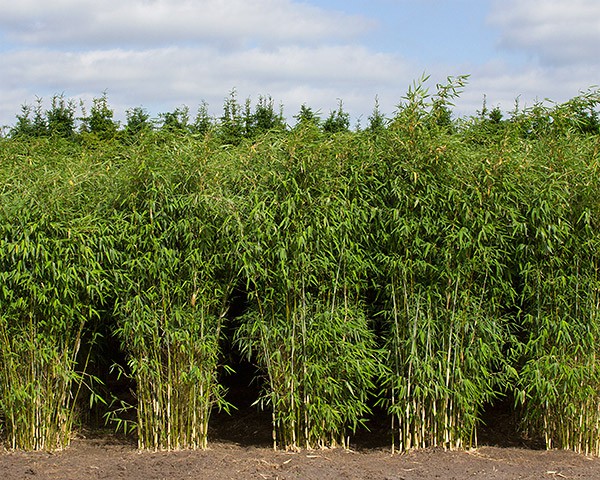 Fargesia 'Ivory Ibis'®2