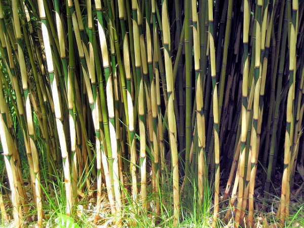 Fargesia robusta 'Campbell'2