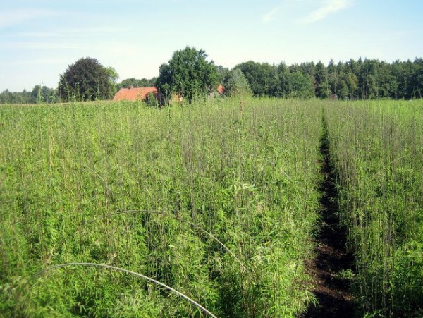 Fargesia 'Jiuzhaigou 1'4