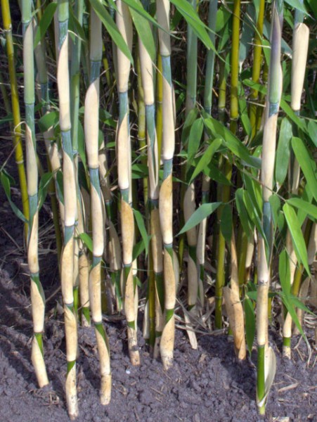 Fargesia 'Ivory Ibis'®1