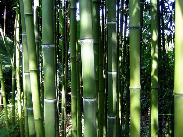 Phyllostachys atrovaginata3