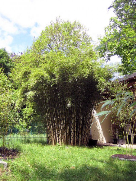 Fargesia robusta 'Campbell'5