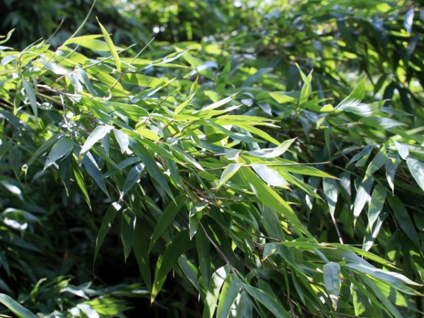 Fargesia denudata 'Xian 2'1