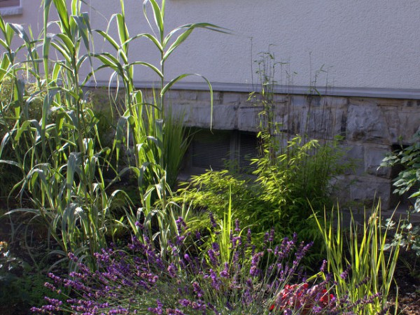 Fargesia nitida 'Volcano'2