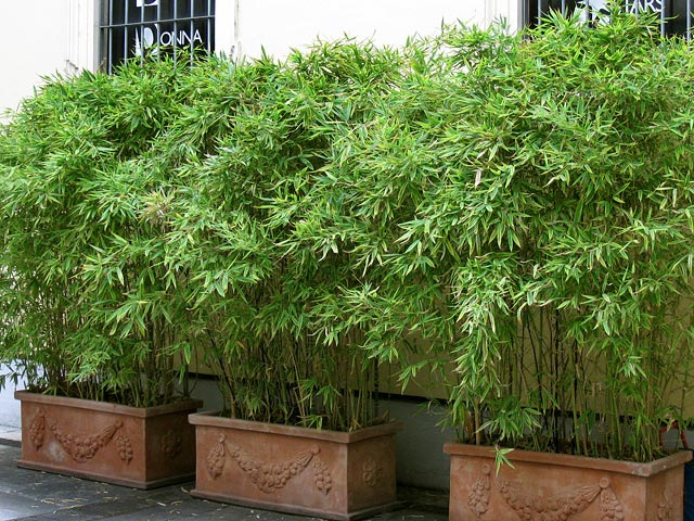 bambus im topf pflege