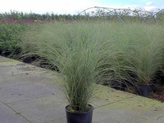Miscanthus sinensis 'Morning Light'3