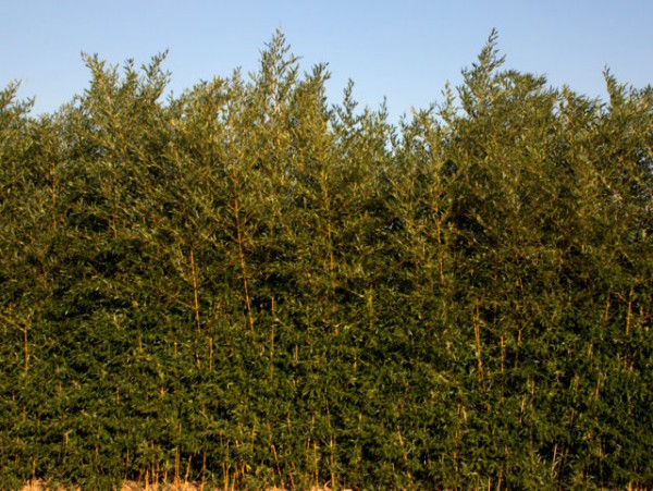 Phyllostachys aureosulcata 'Aureocaulis'1