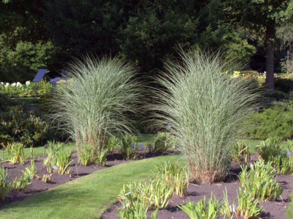 Miscanthus sinensis 'Morning Light'