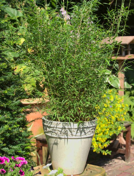 Fargesia Honey Guide Kübel