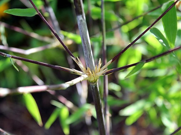 Fargesia demissa 'Gerry'3