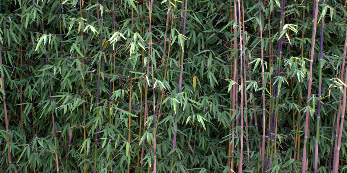 Bambus-Fargesia-Jiuzhaigou-1-2