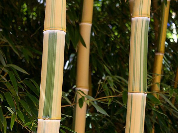 Phyllostachys vivax 'Huangwenzhu inversa'3