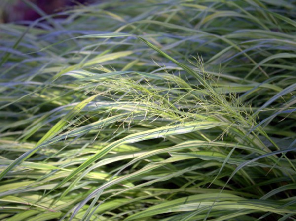 Hakonechloa macra 'Aureola'1