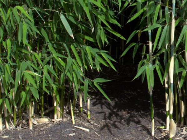 Fargesia 'Ivory Ibis'®4