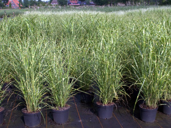 Miscanthus sinensis 'Zebrinus'2