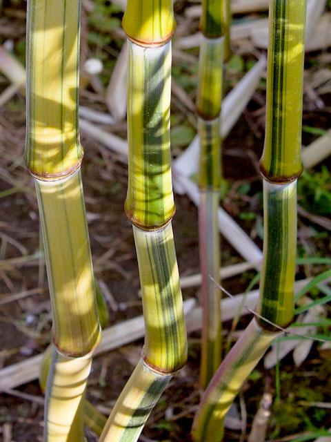 Phyllostachys aureosulcata 'Argus' kaufen